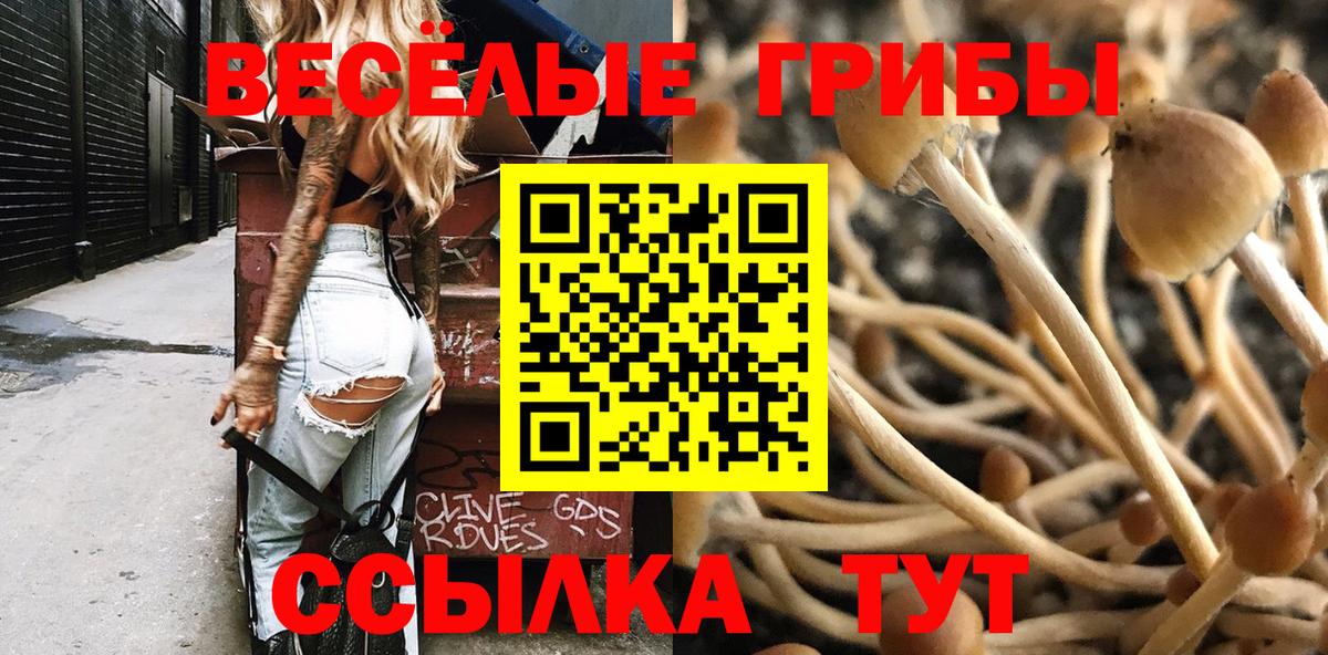 Галлюциногенные грибы Psilocybe  Вход с VPN  Зеленогорск  Псилоцибиновые грибы GOLDEN TEACHER 